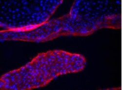 Collagen V Antibody, Novus Biologicals 0.1mg; Unlabeled:Antibodies, Polyclonal
