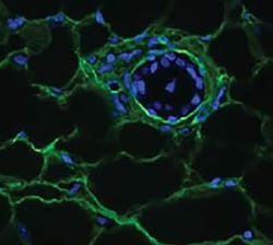 Collagen V Antibody, Novus Biologicals 0.1mg; Unlabeled:Antibodies, Polyclonal