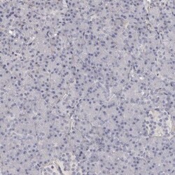 Collagen VI alpha 1 Antibody, Novus Biologicals 0.1 mL | Buy Online | Novus Biologicals | Fisher Scientific