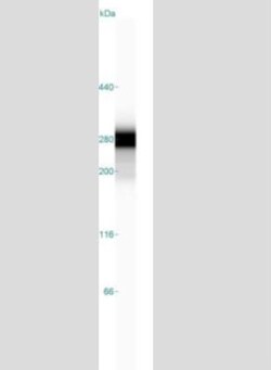 Collagen VI alpha 3 Antibody, Novus Biologicals 0.1mL; Unlabeled:Antibodies,