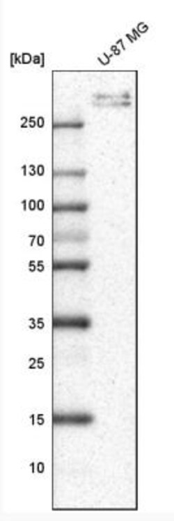 Collagen VI alpha 3 Antibody, Novus Biologicals 0.1mL; Unlabeled:Antibodies,