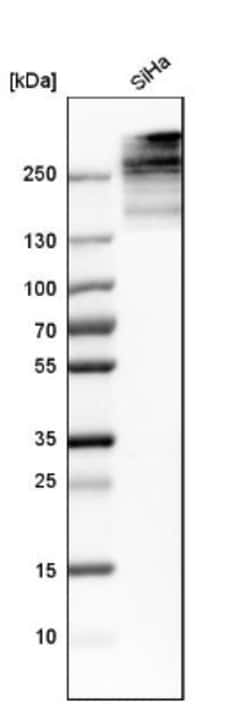 Collagen XII alpha1 Antibody, Novus Biologicals 0.1mL; Unlabeled:Antibodies,