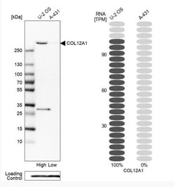 Collagen XII alpha1 Antibody, Novus Biologicals 0.1mL; Unlabeled:Antibodies,