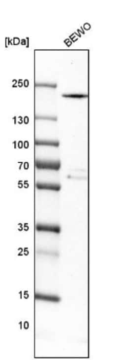 Collagen XVII Antibody, Novus Biologicals 25 &mu;L, Unconjugated:Antibodies,