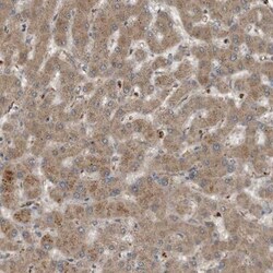 Complement Component C9 Antibody, Novus Biologicals 25 &mu;L; Unlabeled:Antibodies,