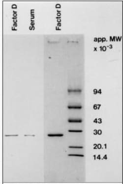 Complement Factor D/Adipsin Antibody (D10/4) - BSA Free, Novus Biologicals