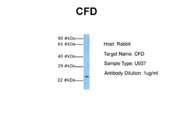 Complement Factor D/Adipsin Antibody, Novus Biologicals:Antibodies:Primary
