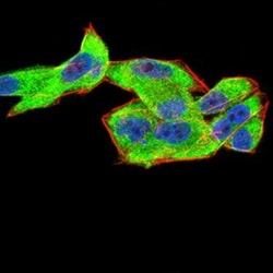Complement Factor H-related 5/CFHR5 Antibody (3A10A5) - BSA Free, Novus