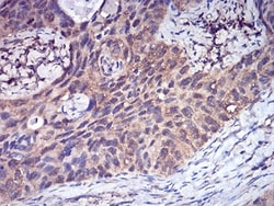 Complement Factor H-related 5/CFHR5 Antibody (3A10A5) - BSA Free, Novus
