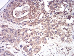 Complement Factor H-related 5/CFHR5 Antibody (3A10A5) - BSA Free, Novus