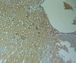 Connexin 40/GJA5 Antibody, Novus Biologicals 0.1 mL; Unconjugated:Antibodies,