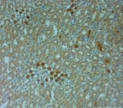 Connexin 40/GJA5 Antibody, Novus Biologicals 0.1 mL; Unconjugated:Antibodies,