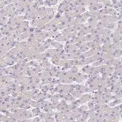 Connexin 43/GJA1 Antibody, Novus Biologicals 25 &mu;L, Unlabeled:Antibodies,