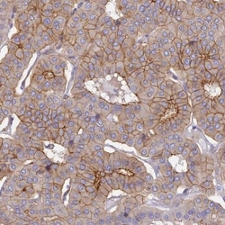 Connexin 43/GJA1 Antibody, Novus Biologicals 25 &mu;L, Unlabeled:Antibodies,