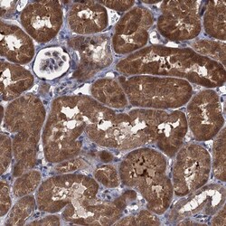 Contactin-5 Antibody, Novus Biologicals 25 &mu;L; Unlabeled:Antibodies,