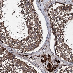 Contactin-5 Antibody, Novus Biologicals 0.1mL; Unlabeled:Antibodies, Polyclonal