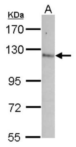 Contactin-5 Antibody, Novus Biologicals 0.1mL; Unlabeled:Antibodies, Polyclonal
