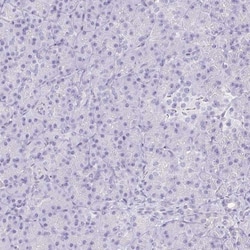 Corneodesmosin Antibody, Novus Biologicals:Antibodies:Primary Antibodies
