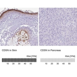 Corneodesmosin Antibody, Novus Biologicals:Antibodies:Primary Antibodies