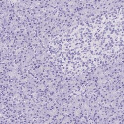 Corneodesmosin Antibody, Novus Biologicals:Antibodies:Primary Antibodies