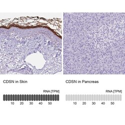 Corneodesmosin Antibody, Novus Biologicals:Antibodies:Primary Antibodies