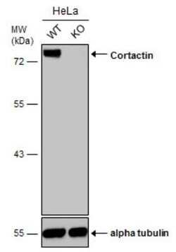 Cortactin Antibody, Novus Biologicals 0.1mL; Unlabeled:Antibodies, Polyclonal