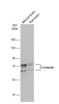 Cortactin Antibody, Novus Biologicals 0.1mL; Unlabeled:Antibodies, Polyclonal