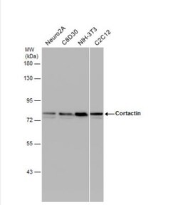Cortactin Antibody, Novus Biologicals 0.1mL; Unlabeled:Antibodies, Polyclonal