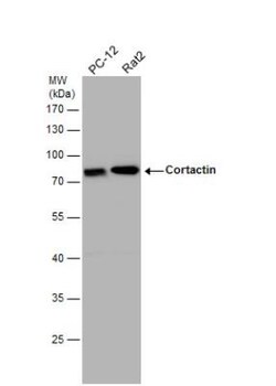 Cortactin Antibody, Novus Biologicals 0.1mL; Unlabeled:Antibodies, Polyclonal