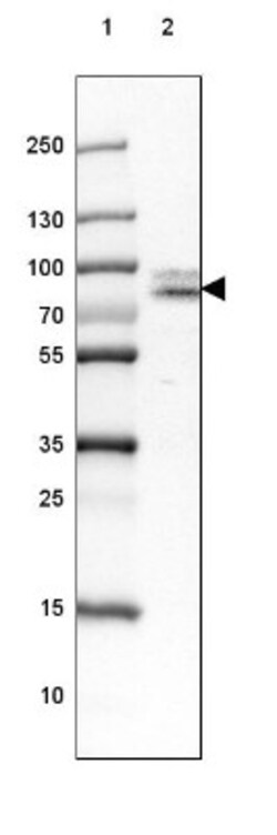 Cortactin Antibody, Novus Biologicals 0.1mL; Unlabeled:Antibodies, Polyclonal