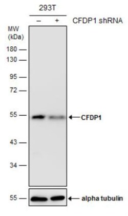 Craniofacial Development Protein 1 Antibody (9612), Novus Biologicals 0.1 mL | Buy Online | Novus Biologicals | Fisher Scientific