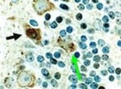Cre Antibody - BSA Free, Novus Biologicals 0.025mL; Unlabeled:Antibodies,