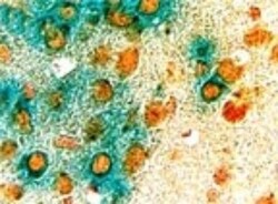 Cre Antibody - BSA Free, Novus Biologicals 0.025mL; Unlabeled:Antibodies,