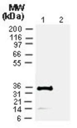 Cre Antibody - BSA Free, Novus Biologicals 0.025mL; Unlabeled:Antibodies,