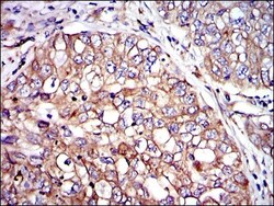 Crk Antibody (3G11E8), Novus Biologicals:Antibodies:Primary Antibodies