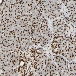 CrkRS Antibody, Novus Biologicals 0.1mL; Unlabeled:Antibodies, Polyclonal