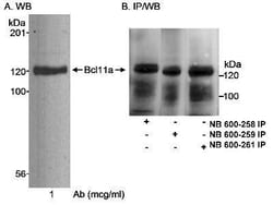 Ctip1 Antibody, Novus Biologicals 0.1mL; Unlabeled:Antibodies, Polyclonal
