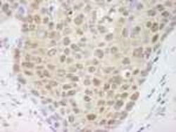 Cullin 4a Antibody, Novus Biologicals 0.1 mL | Buy Online | Novus Biologicals | Fisher Scientific
