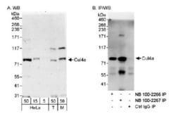Cullin 4a Antibody, Novus Biologicals 0.1 mL | Buy Online | Novus Biologicals | Fisher Scientific