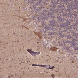 CutA Antibody, Novus Biologicals 0.1mL; Unlabeled:Antibodies, Polyclonal