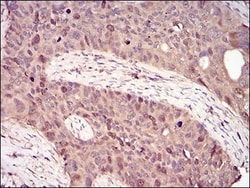 Cyclin A2 Antibody (6B4D11) - BSA Free, Novus Biologicals:Antibodies:Primary