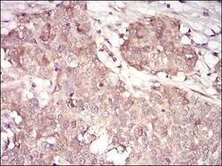 Cyclin A2 Antibody (6B4D11) - BSA Free, Novus Biologicals:Antibodies:Primary