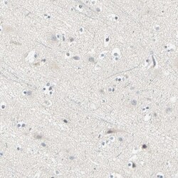 Cyclin B2 Antibody, Novus Biologicals:Antibodies:Primary Antibodies