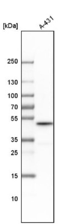 Cyclin B2 Antibody, Novus Biologicals:Antibodies:Primary Antibodies