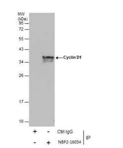 Cyclin D1 Antibody, Novus Biologicals 0.1mL; Unlabeled:Antibodies, Polyclonal
