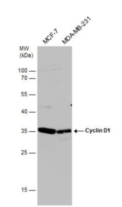 Cyclin D1 Antibody, Novus Biologicals 0.1mL; Unlabeled:Antibodies, Polyclonal