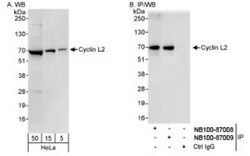 Cyclin L2 Antibody, Novus Biologicals 0.1 mL | Buy Online | Novus Biologicals | Fisher Scientific