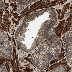 Cyclin M3 Antibody, Novus Biologicals:Antibodies:Primary Antibodies