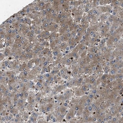 Cyclophilin 40 Antibody, Novus Biologicals:Antibodies:Primary Antibodies