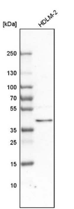 Cyclophilin 40 Antibody, Novus Biologicals:Antibodies:Primary Antibodies